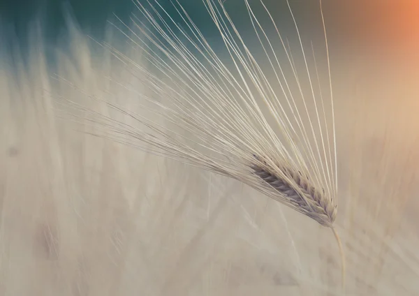 Barley field at sunset — Stock Photo, Image