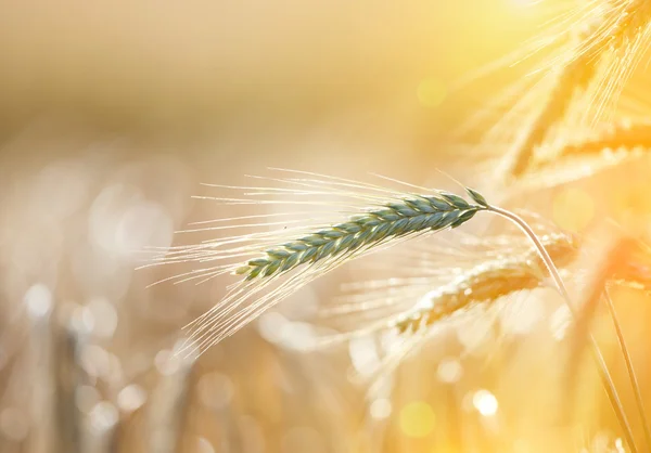 Barley field at sunset — Stock Photo, Image