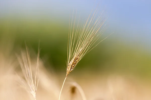 Barley field at sunset — Stock Photo, Image