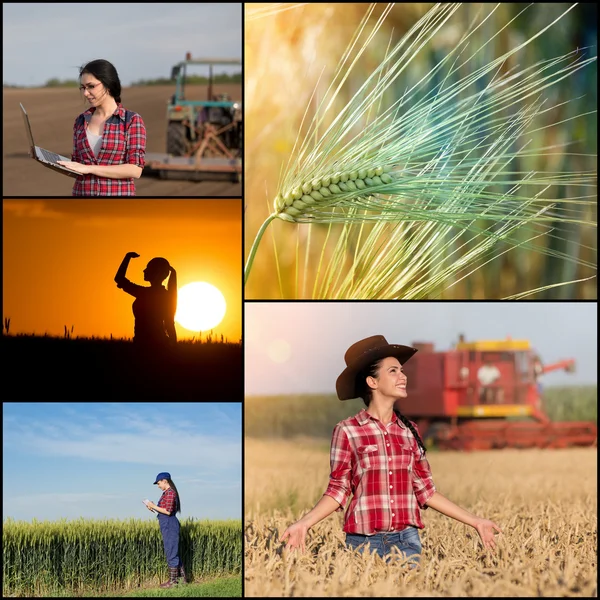 Colagem da agricultura no campo de trigo — Fotografia de Stock