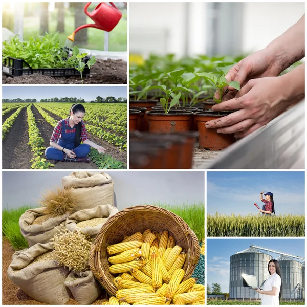 Collage de imágenes agrícolas —  Fotos de Stock