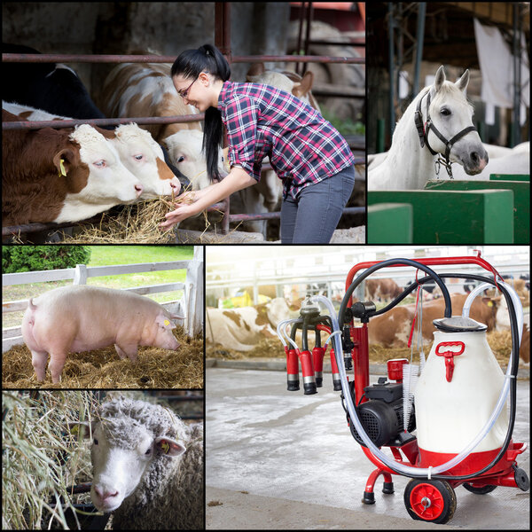 Collage of farm animals breeding