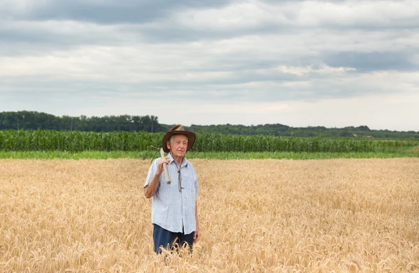 Contadino anziano in campo d'orzo d'oro — Foto Stock