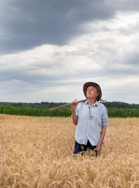 Senior peasant in golden barley field — Stock Photo, Image