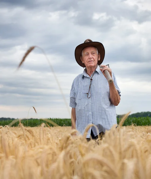 Senior peasant in golden barley field — Stock Photo, Image