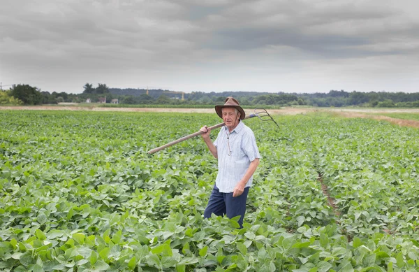 Senior peasant in soybean field — Stock Photo, Image