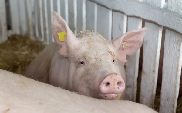 Porcino blanco grande en granja — Foto de Stock