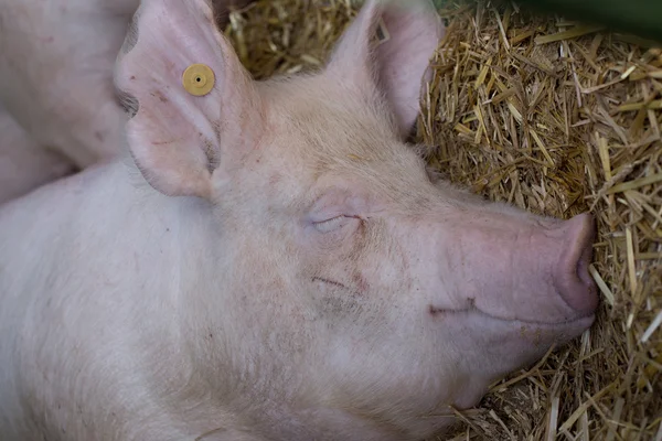 Pig sleeping on straw — Stock Photo, Image