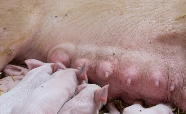 Sow with piglets nursing — Stock Photo, Image