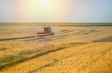Çalışma hasat birleştirmek