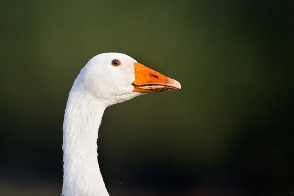 Retrato de ganso doméstico — Foto de Stock