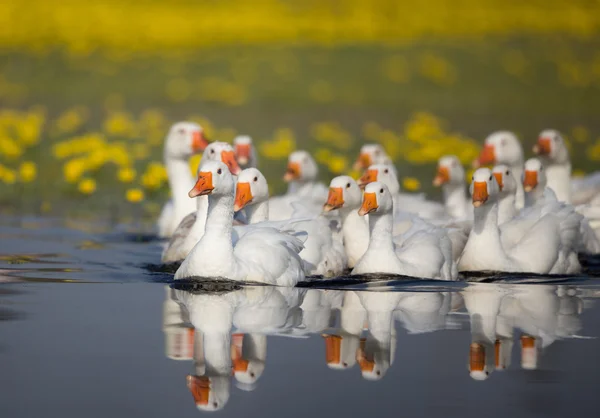 Manada de gansos domésticos en el lago —  Fotos de Stock