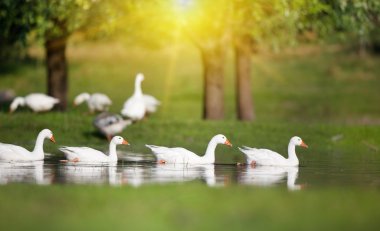 Yerli kaz sürüsü göl kenarında