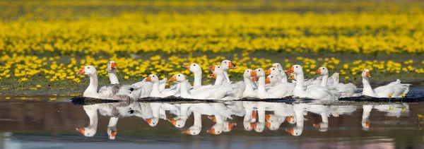 湖の上の国内ガチョウの群れ — ストック写真