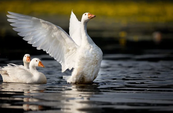 Домашние гуси на озере — стоковое фото