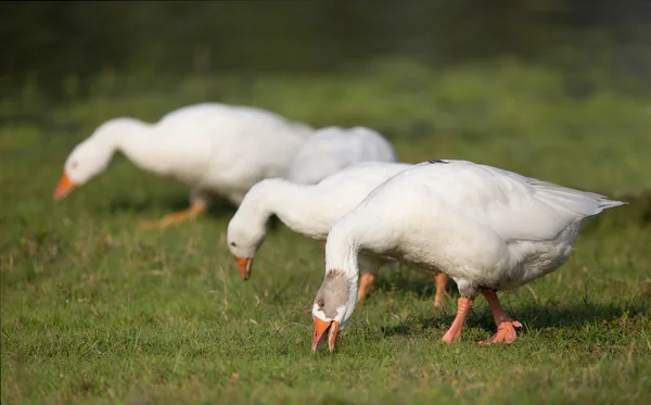 Domestic geese grazing — Stock Photo, Image