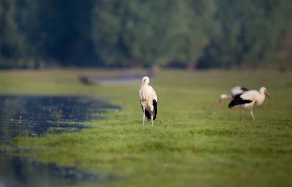 Cegonhas brancas ao lado do lago — Fotografia de Stock