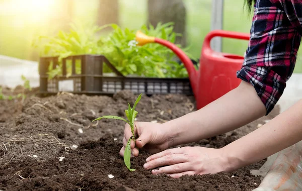 Bonde flicka tranplanting ört — Stockfoto