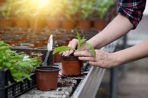 Γεωργός κορίτσι tranplanting βότανο — Φωτογραφία Αρχείου