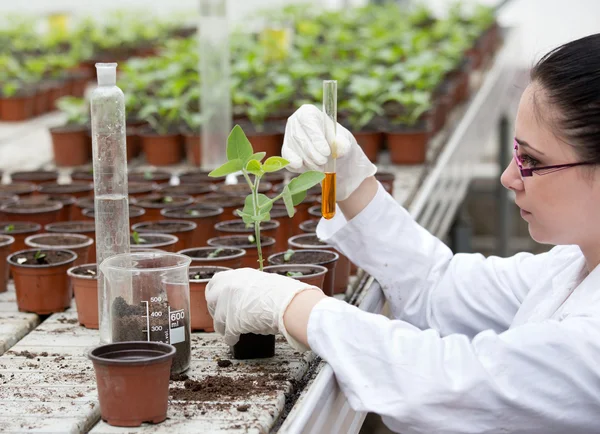 スプラウトと植木鉢に液体を注ぐの生物学者 — ストック写真