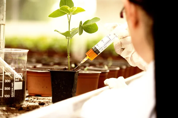 测试新芽生长的生物学家 — 图库照片