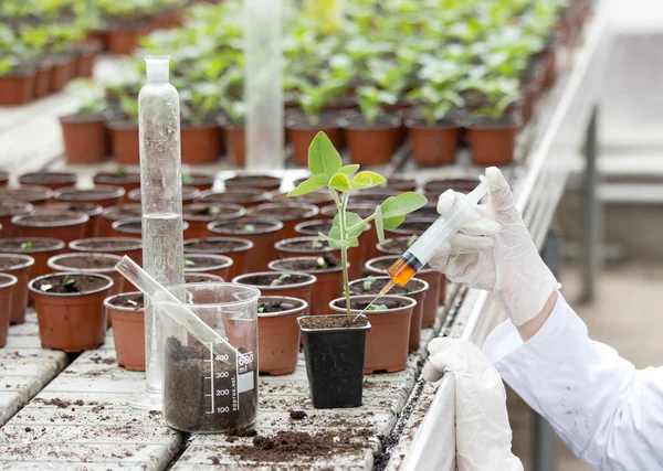 测试新芽生长的生物学家 — 图库照片