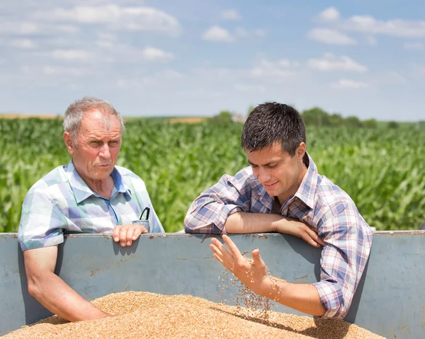 Farmers looking at wheat grain — Stock Photo, Image