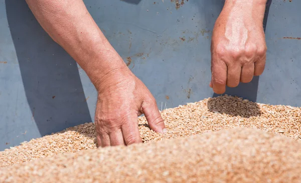 Agricoltori sul campo con mietitrebbia — Foto Stock