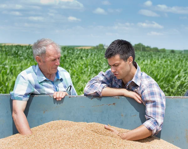 Farmers looking at wheat grain — Stock Photo, Image