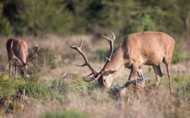 Kızıl geyik çayır üzerinde otlatma