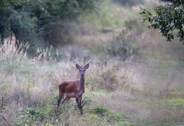 Молодой красный олень в лесу — стоковое фото
