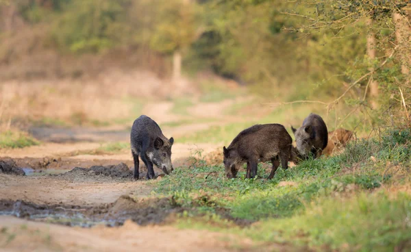 Group of wild boars in forest — Stock Photo, Image