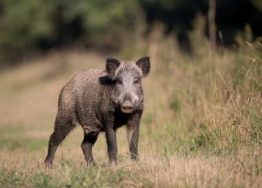 Ormanda yaban domuzu