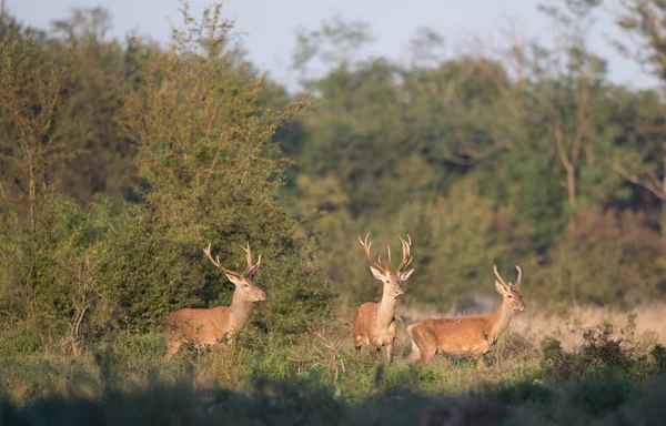 Trois cerfs rouges dans la forêt — Photo