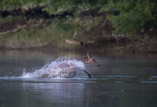 Hind running in shallow water — Stock fotografie