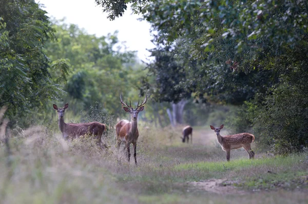 Famille des cerfs rouges — Photo