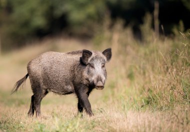 Ormanda yaban domuzu