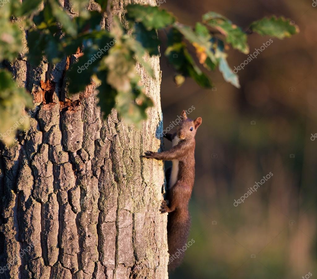 Red squirrel on oak tree — Stock Photo © budabar 122871520