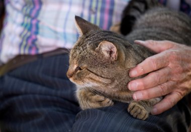 Kedi içinde yaşlı adam kucak