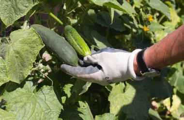 Gardner'ın elinde salatalık
