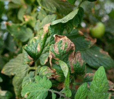Close up of tomato green leaf with brown spots and dry endings. Plant diseases concept clipart