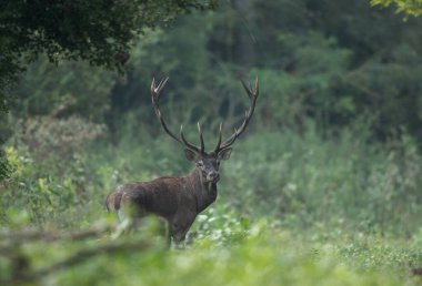 Ormanda büyük boynuzları olan kızıl geyik portresi. Kameraya bakıyorum. Doğal yaşam ortamında vahşi yaşam