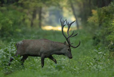 Ormanda büyük boynuzları olan olgun kırmızı geyik (cervus elaphus). Doğal yaşam ortamında vahşi yaşam