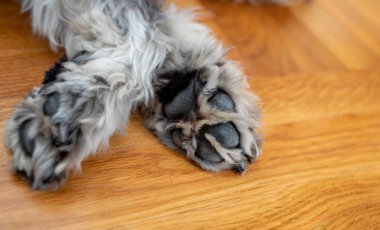 Parke zeminde uyurken köpek patisini kapat.