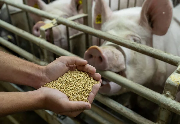 Primer Plano Las Manos Del Agricultor Que Sostiene Concentrado Seco — Foto de Stock