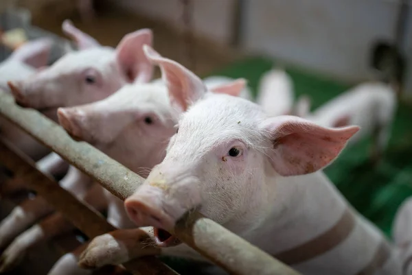 Grupo Lindos Lechones Pie Dos Patas Valla Esperando Comida — Foto de Stock