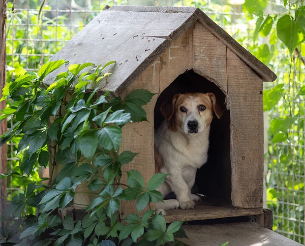 Küçük Şirin Köpek Evinde Oturuyor Kutuda Girişte Dışarı Bakıyor — Stok fotoğraf