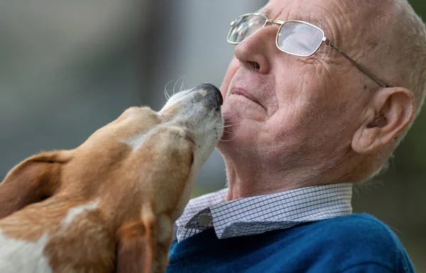 Cão Bonito Beijando Seu Proprietário Homem Sênior Jardim — Fotografia de Stock
