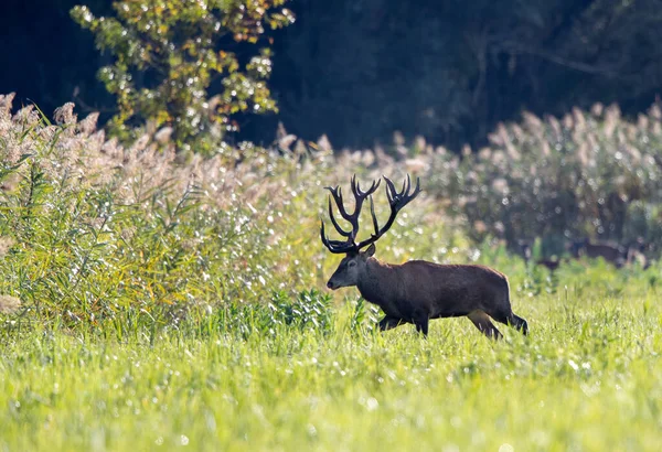 Rothirsche Mit Großem Geweih Spazieren Herbst Auf Einer Wiese Wald — Stockfoto