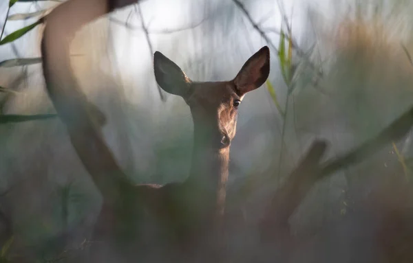 Porträt Einer Hirschkuh Wald Blickt Die Kamera Wildtiere Natürlichem Lebensraum — Stockfoto